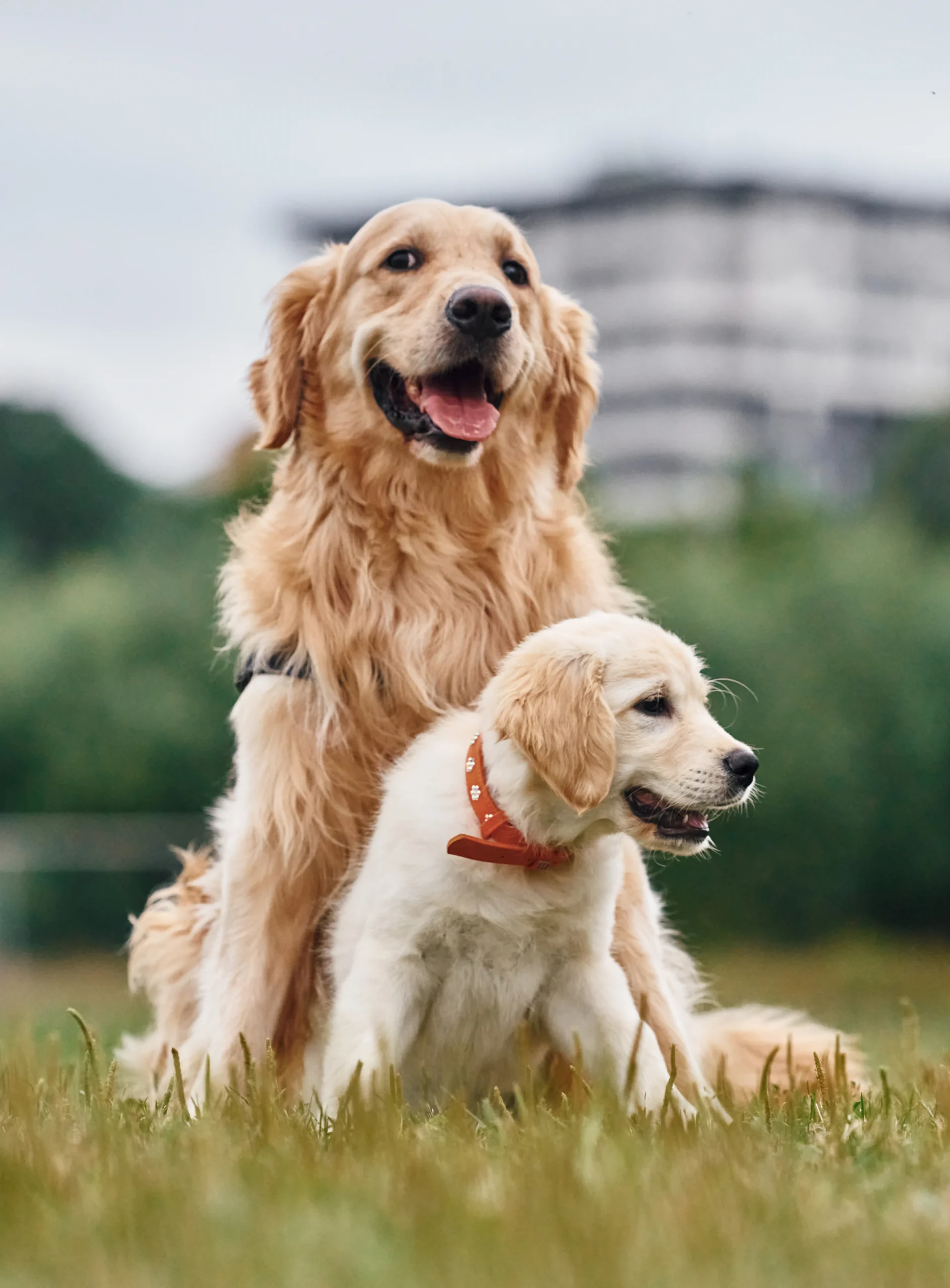 Golden retriever adulto y cachorro