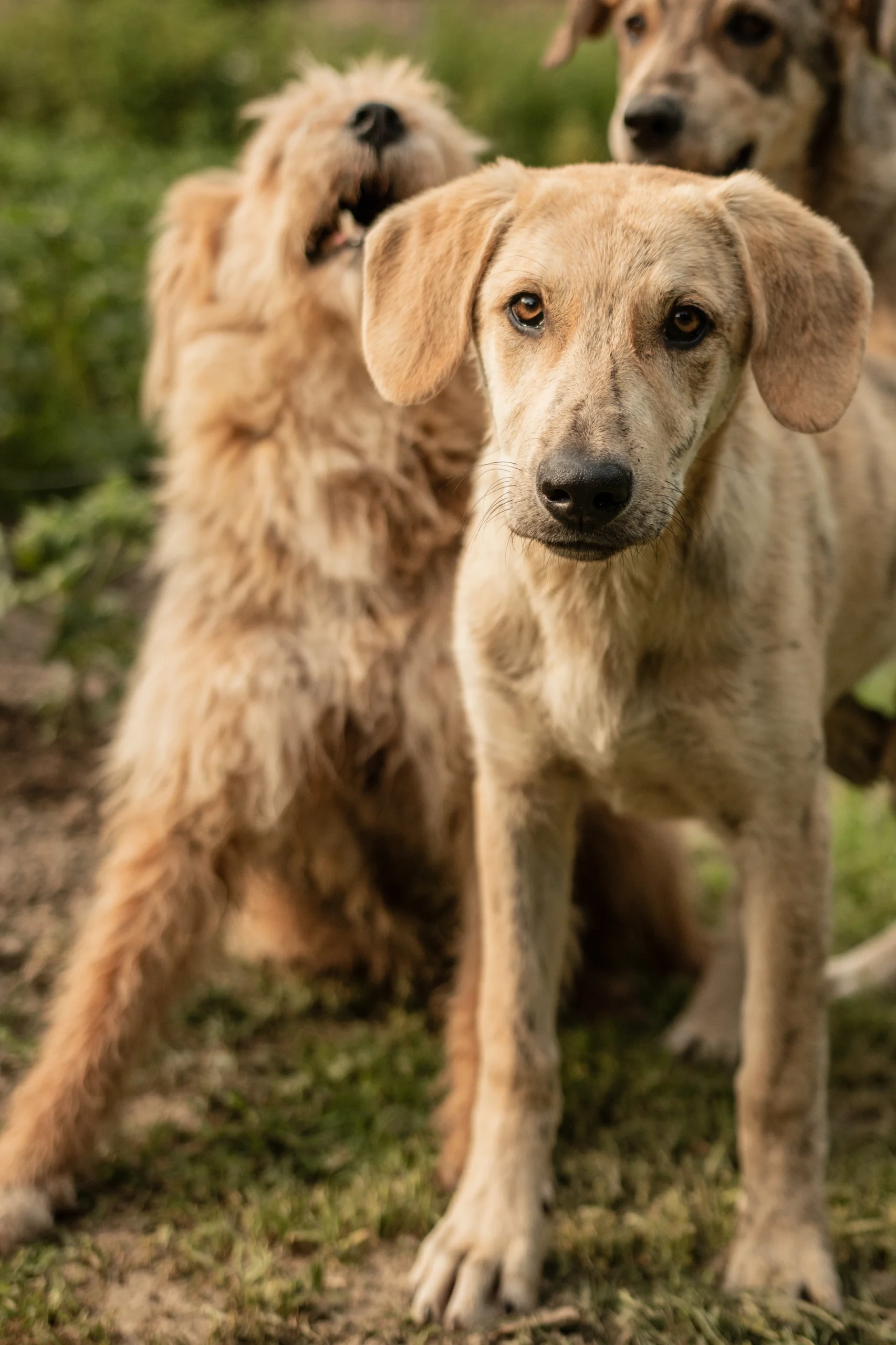 Retrato cercano de un perro