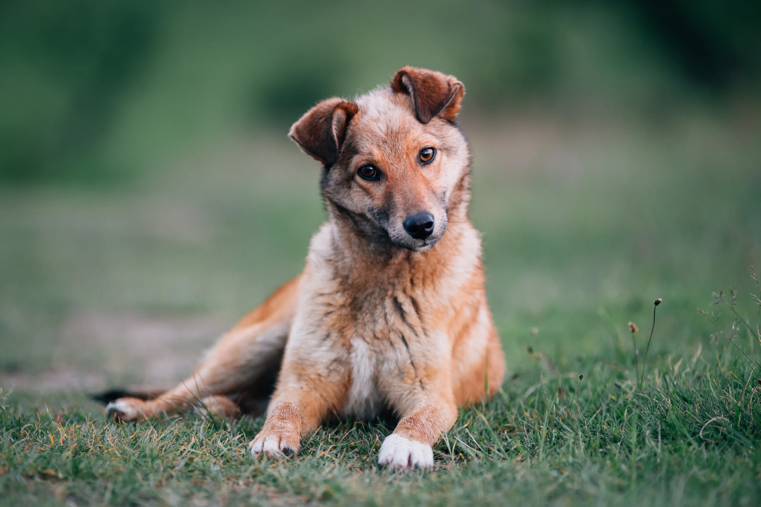 Cachorro marrón descansando en el pasto