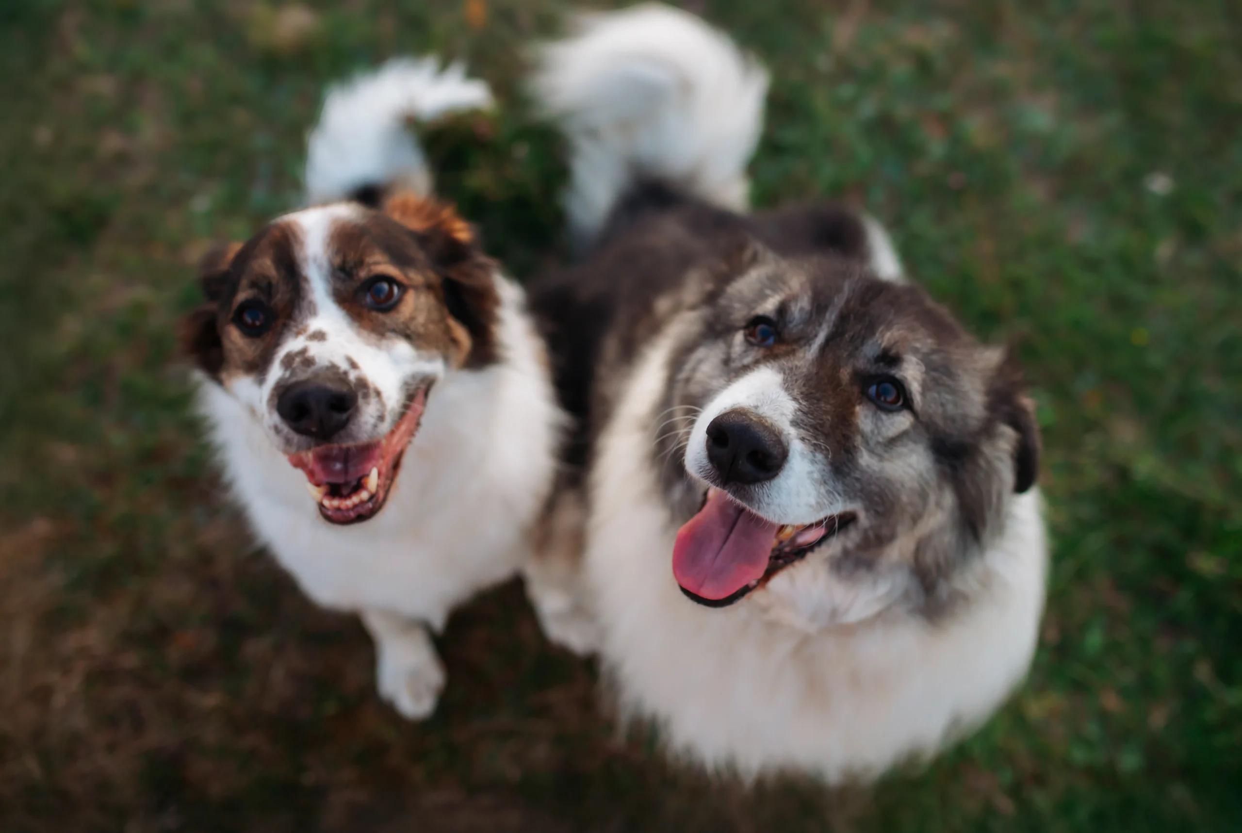 Perros felices vistos desde arriba