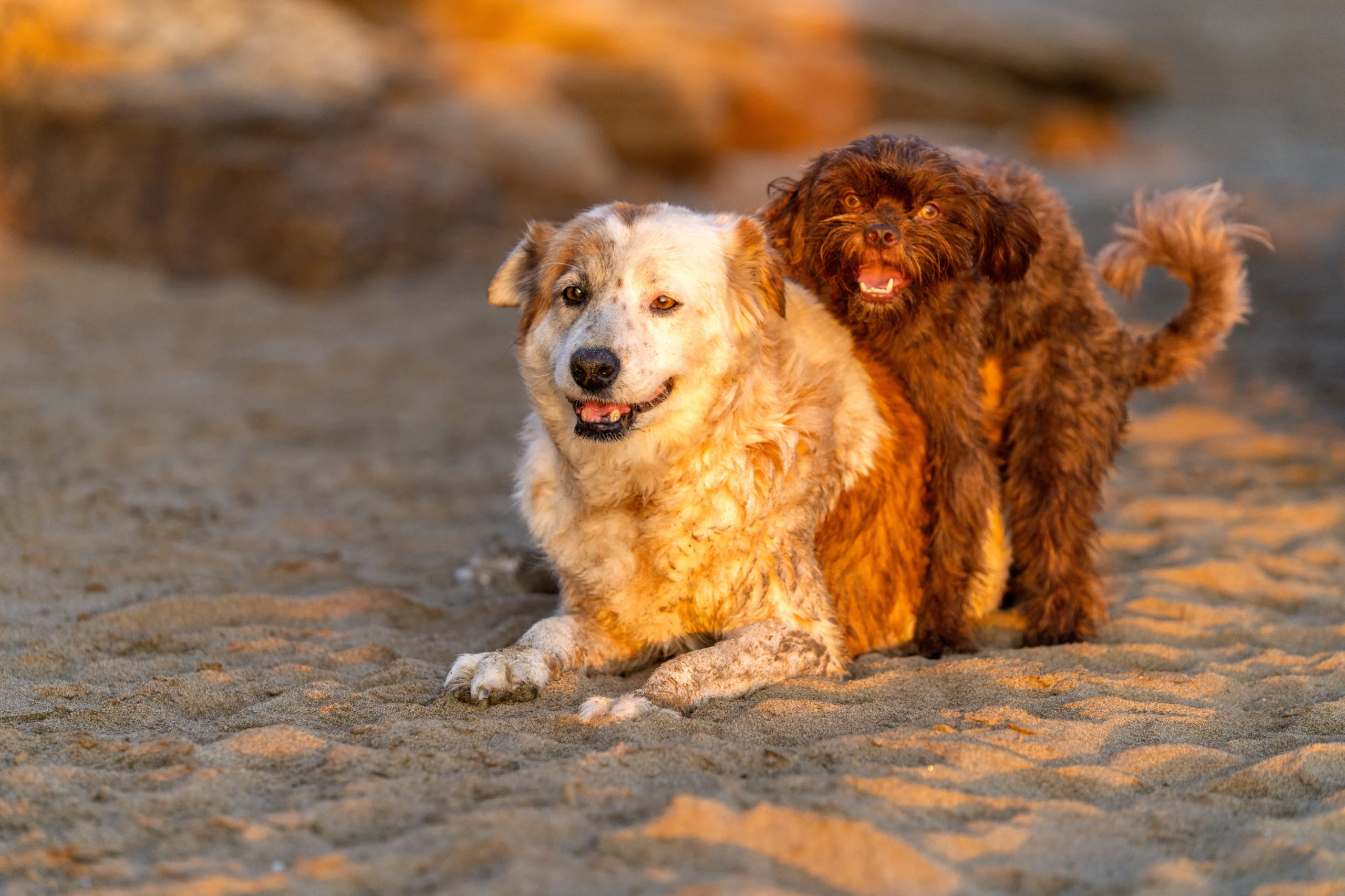 Dos perros interactuando al atardecer